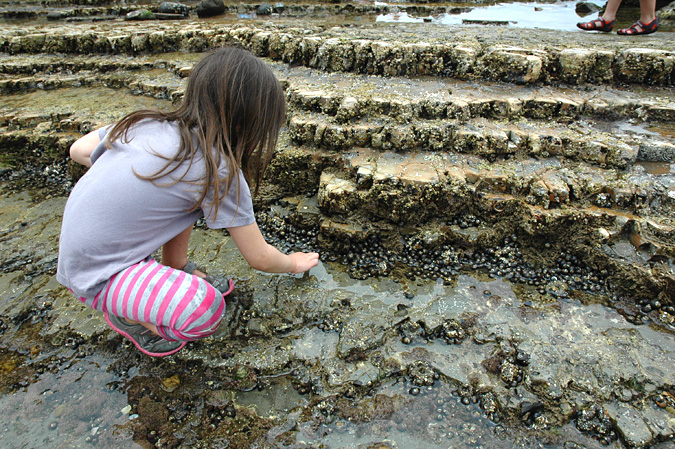 Abalone Cove tidepools rock habitat