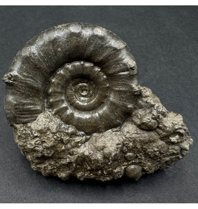 Lower Lias, Lower Jurassic, Pyrite Ammonite from Charmouth, Dorset, England (SKU A3365):- Eteoderoceras (Eoderoceras) obseum